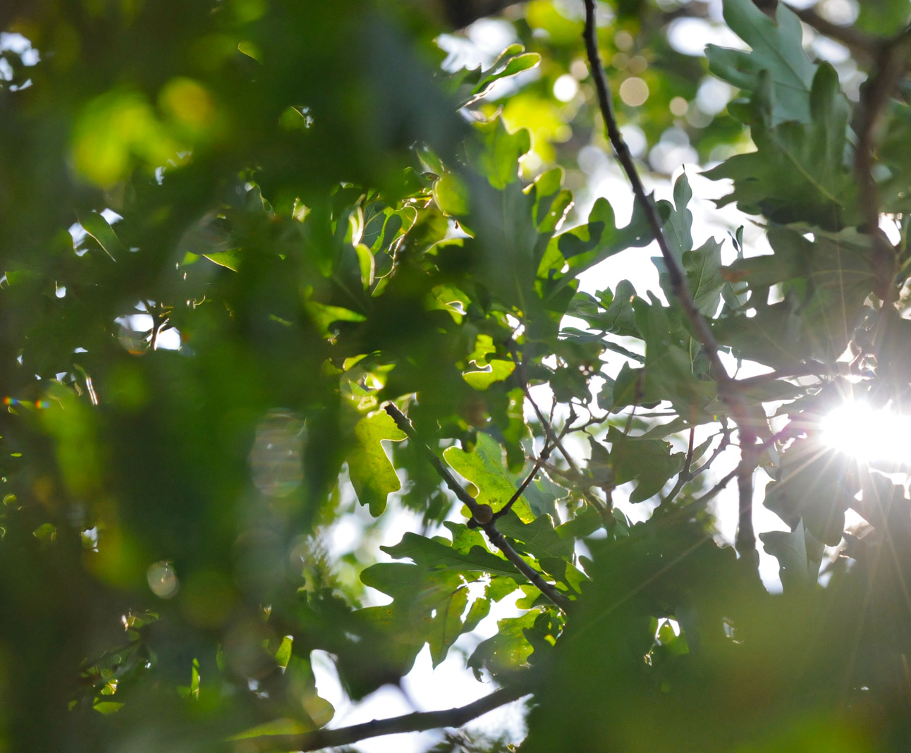 Saxony tree w sun sm