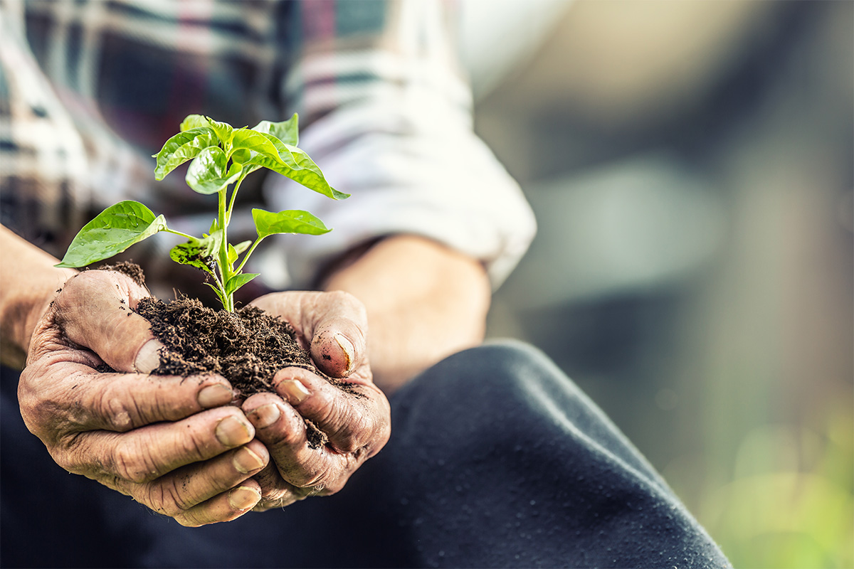 A photo of hands holding a plant to represent Legacy Society